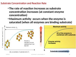Factor affecting enzyme activity co enzyme | PPT