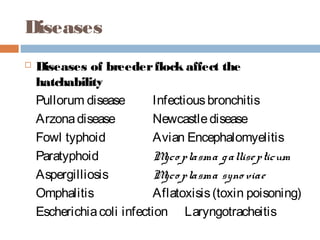 Diseases
 Diseases of breederflock affect the
hatchability
Pullorum disease Infectiousbronchitis
Arzonadisease Newcastledisease
Fowl typhoid Avian Encephalomyelitis
Paratyphoid Myco plasma gallisepticum
Aspergilliosis Myco plasma syno viae
Omphalitis Aflatoxisis(toxin poisoning)
Escherichiacoli infection Laryngotracheitis
 