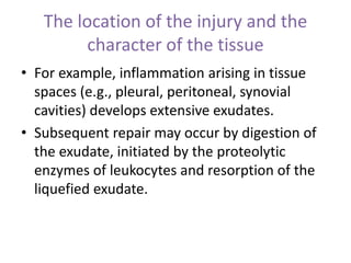 The location of the injury and the
character of the tissue
• For example, inflammation arising in tissue
spaces (e.g., pleural, peritoneal, synovial
cavities) develops extensive exudates.
• Subsequent repair may occur by digestion of
the exudate, initiated by the proteolytic
enzymes of leukocytes and resorption of the
liquefied exudate.
 
