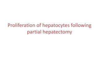 Proliferation of hepatocytes following
partial hepatectomy
 