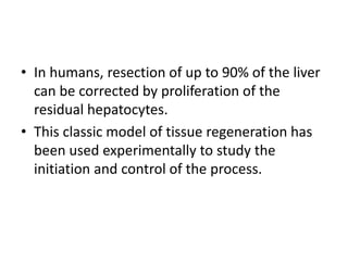 • In humans, resection of up to 90% of the liver
can be corrected by proliferation of the
residual hepatocytes.
• This classic model of tissue regeneration has
been used experimentally to study the
initiation and control of the process.
 