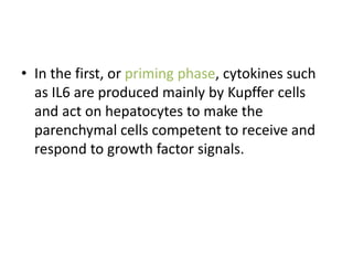 • In the first, or priming phase, cytokines such
as IL6 are produced mainly by Kupffer cells
and act on hepatocytes to make the
parenchymal cells competent to receive and
respond to growth factor signals.
 
