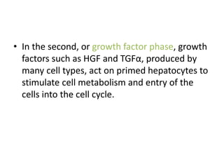 • In the second, or growth factor phase, growth
factors such as HGF and TGFα, produced by
many cell types, act on primed hepatocytes to
stimulate cell metabolism and entry of the
cells into the cell cycle.
 