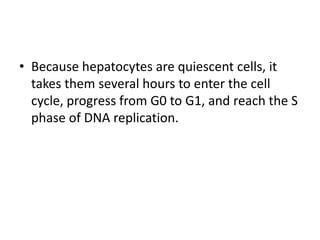• Because hepatocytes are quiescent cells, it
takes them several hours to enter the cell
cycle, progress from G0 to G1, and reach the S
phase of DNA replication.
 