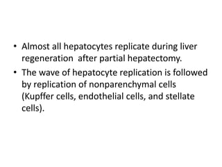 • Almost all hepatocytes replicate during liver
regeneration after partial hepatectomy.
• The wave of hepatocyte replication is followed
by replication of nonparenchymal cells
(Kupffer cells, endothelial cells, and stellate
cells).
 