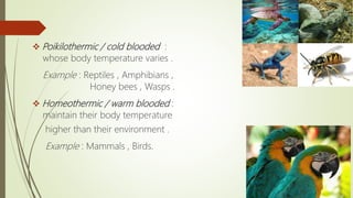  Poikilothermic / cold blooded :
whose body temperature varies .
Example : Reptiles , Amphibians ,
Honey bees , Wasps .
 Homeothermic / warm blooded :
maintain their body temperature
higher than their environment .
Example : Mammals , Birds.
 