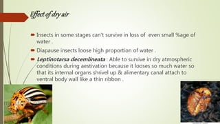 Effectofdryair
 Insects in some stages can’t survive in loss of even small %age of
water .
 Diapause insects loose high proportion of water .
 Leptinotarsa decemlineata : Able to survive in dry atmospheric
conditions during aestivation because it looses so much water so
that its internal organs shrivel up & alimentary canal attach to
ventral body wall like a thin ribbon .
 