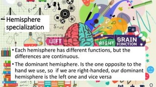 Hemisphere 
specialization 
• Each hemisphere has different functions, but the 
differences are continuous. 
• The dominant hemisphere. Is the one opposite to the 
hand we use, so if we are right-handed, our dominant 
hemisphere is the left one and vice versa. 
25 
 