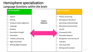 Hemisphere specialization: 
Language functions within the brain 
31 
Left Hemisphere 
Corpus 
Callosum 
Right Hemisphere 
• Speech 
• Writing 
• Temporal-order judgments 
• Language 
• Reading 
• Associative thought 
• Calculation 
• Analytic processing 
• Right visual field 
• Writing (Right-Handed) 
• Holistic processing 
• Stereognosis (faculty of 
perceiving understanding) 
• Nonverbal environmental 
sounds 
• Visuospatial skills 
• Nonverbal ideation 
• Recognition and memory of 
melodies 
• Left visual field 
• Writing (Left-handed) 
 