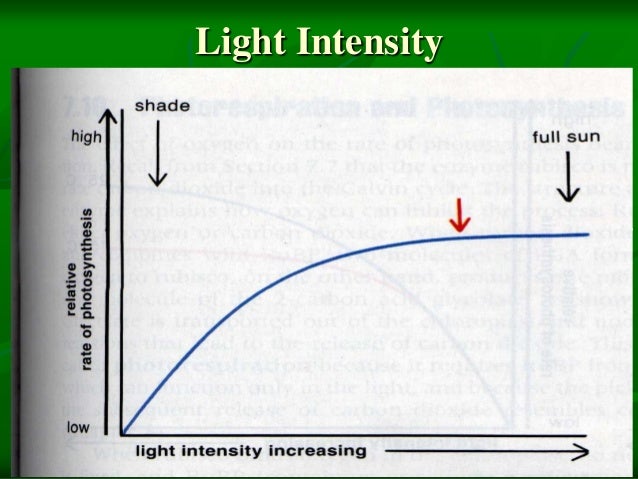three factors that affect the rate of photosynthesis Three major factors affect photosynthetic rates light intensity: generally, higher light intensity results in faster photosynthetic rates carbon dioxide. three factors that affect the rate of photosynthesis Three major factors affect photosynthetic rates light intensity: generally, higher light intensity results in faster photosynthetic rates carbon dioxide.