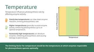 Factors Affecting the rate of Photosynthesis.pptx