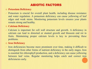 ABIOTIC FACTORS
 Potassium Deficiency
 Potassium is crucial for overall plant health, including disease resistance
and water regulation. A potassium deficiency can cause yellowing of leaf
edges and weak stems. Monitoring potassium levels ensures your plants
remain strong and healthy.
 Calcium Deficiency
 Calcium is important for cell wall structure and growth. A deficiency in
calcium can lead to distorted or stunted growth and blossom end rot in
fruits. Maintaining proper calcium levels is key to preventing these
problems.
 Iron Deficiency
 Iron deficiencies become more prominent over time, making it difficult to
distinguish from other forms of nutrient deficiency in the early stages. Iron
is essential for chlorophyll production, and a deficiency can cause yellowing
between leaf veins. Regular monitoring helps catch and correct iron
deficiencies early.
 