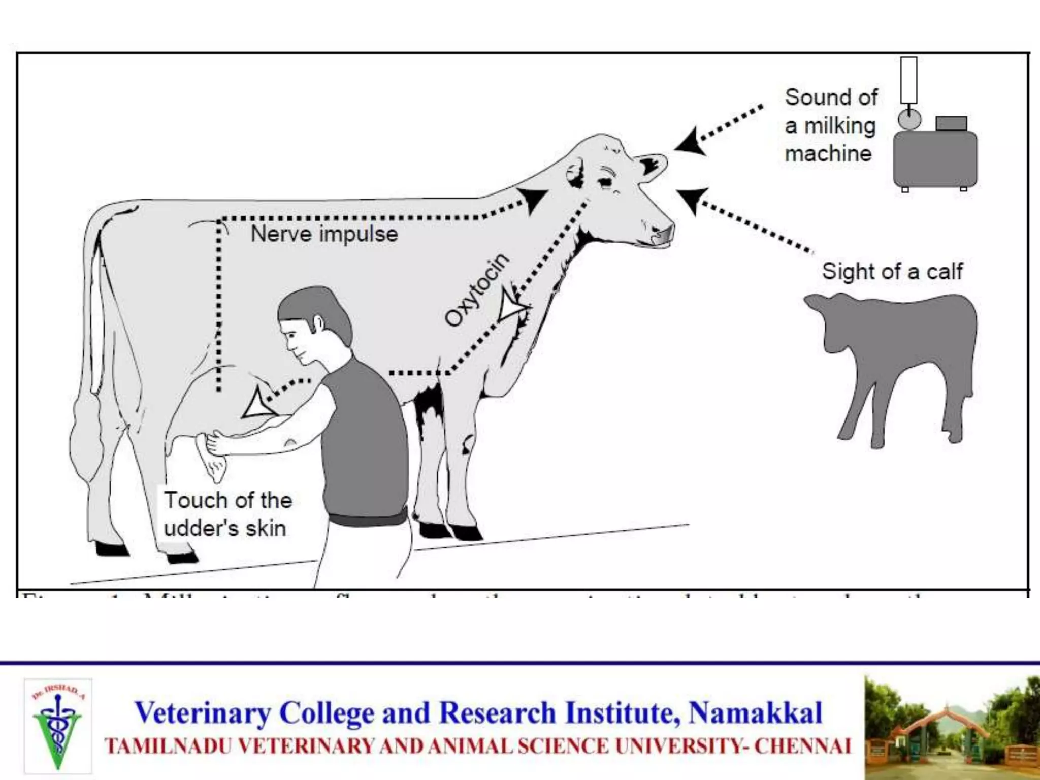 Factors affecting quality and quantity of milk in dairy cattle