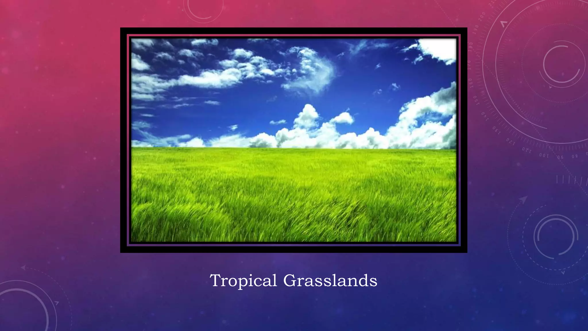 Tropical Grasslands
 