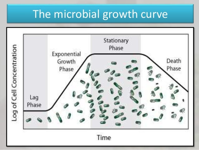 microorganisms example