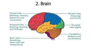 2. Brain
 