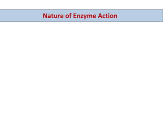 Nature of Enzyme Action
 