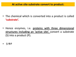 At active site substrate convert to product:
• The chemical which is converted into a product is called
‘substrate’.
• Hence enzymes, i.e. proteins with three dimensional
structures including an ‘active site’, convert a substrate
(S) into a product (P).
• SP
 