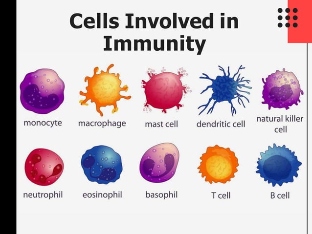 Immunology - Innate and Acquired Immunity | PPTX