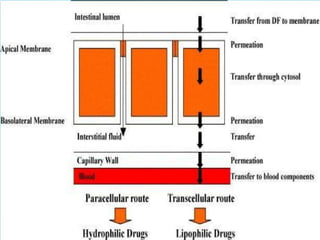 FACTORS INFLUENCING DRUG ABSORPTION THOUGH GIT (1).pptx