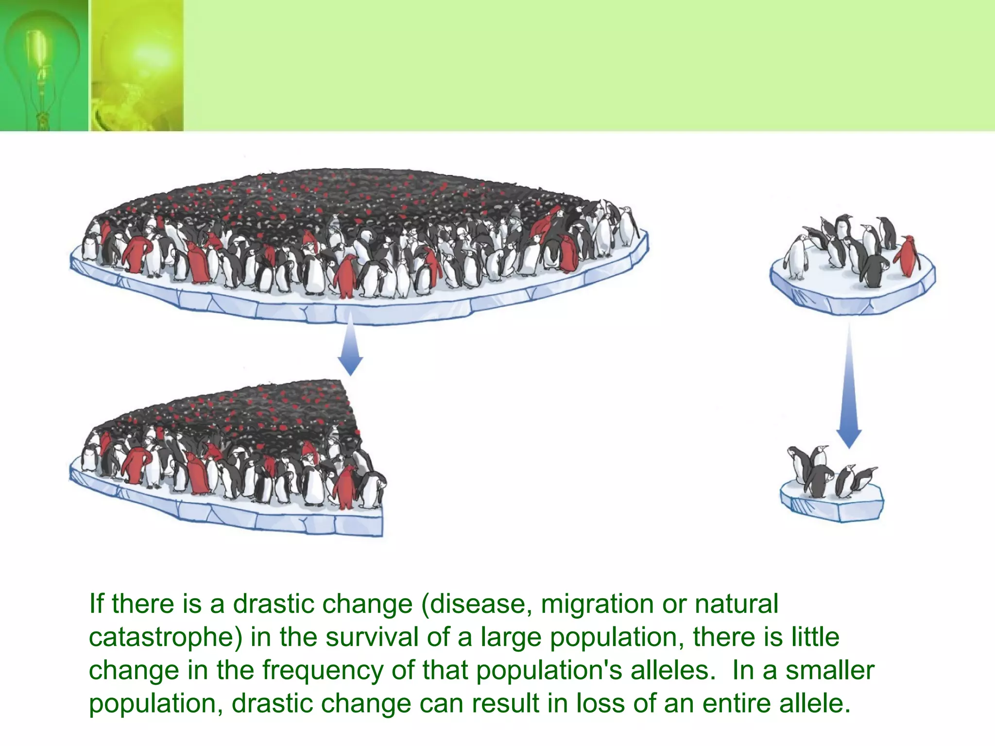 If there is a drastic change (disease, migration or natural
catastrophe) in the survival of a large population, there is little
change in the frequency of that population's alleles. In a smaller
population, drastic change can result in loss of an entire allele.
 
