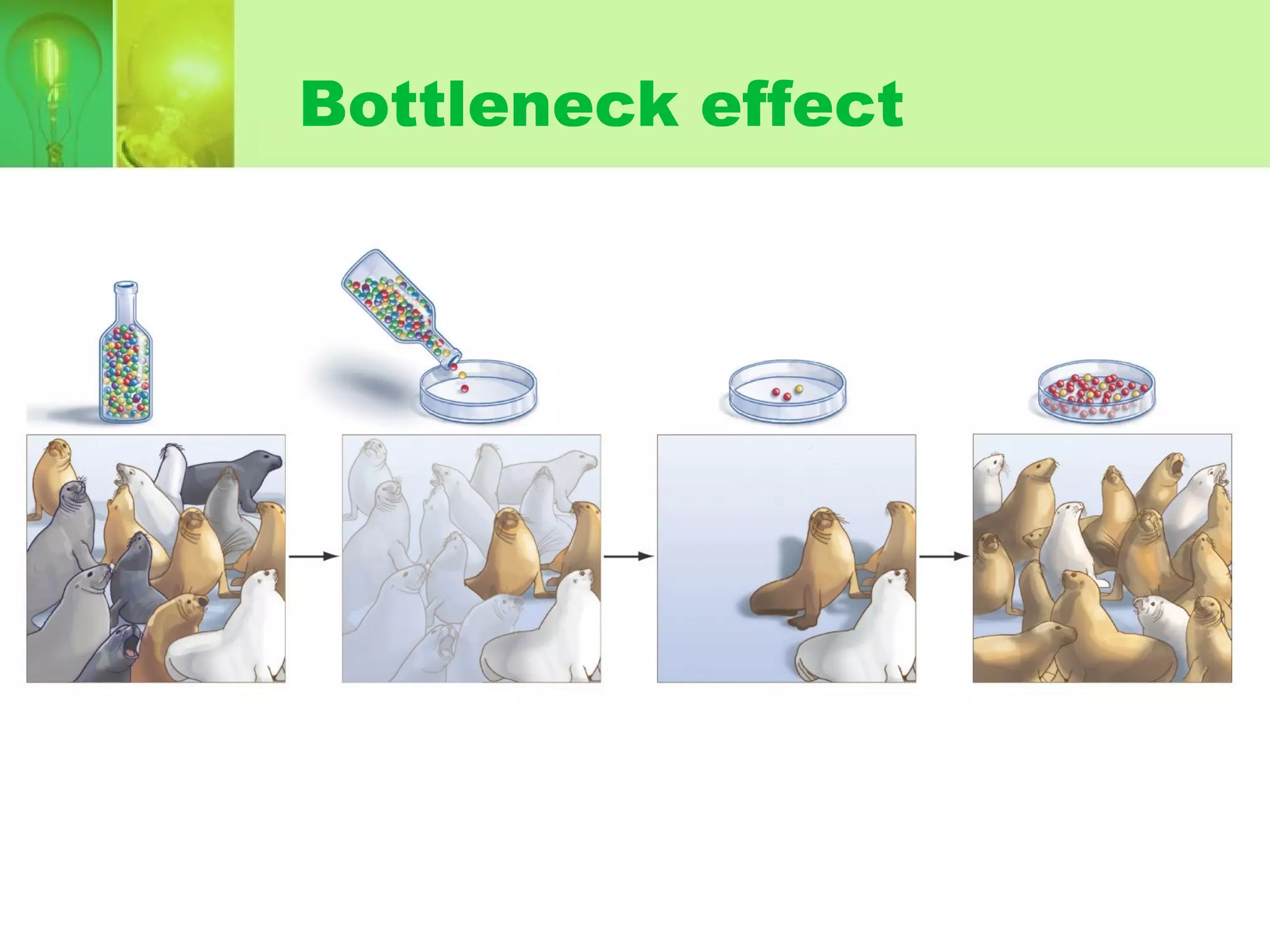 Bottleneck effect
 