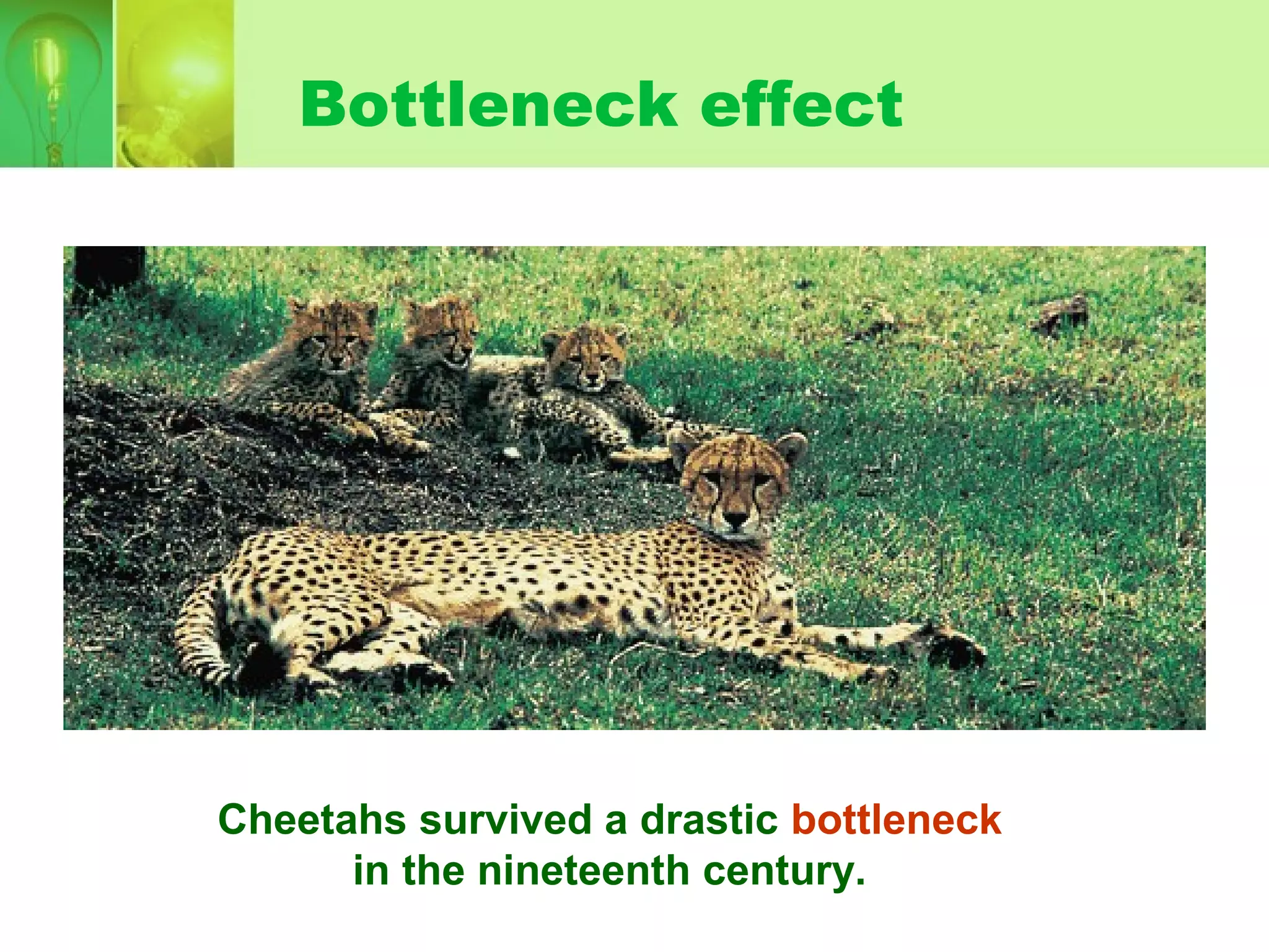 Cheetahs survived a drastic bottleneck
in the nineteenth century.
Bottleneck effect
 