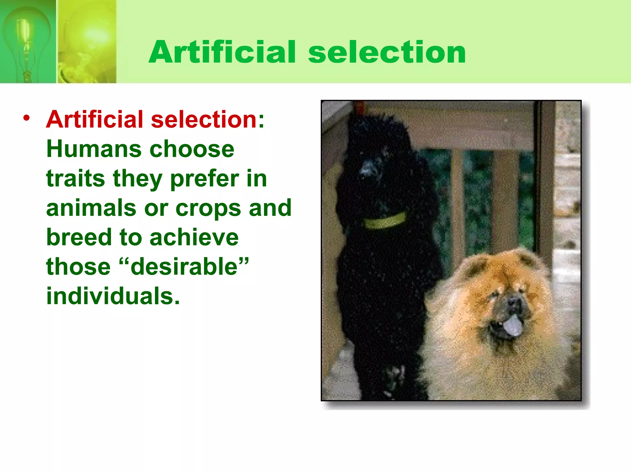 Artificial selection
• Artificial selection:
Humans choose
traits they prefer in
animals or crops and
breed to achieve
those “desirable”
individuals.
 