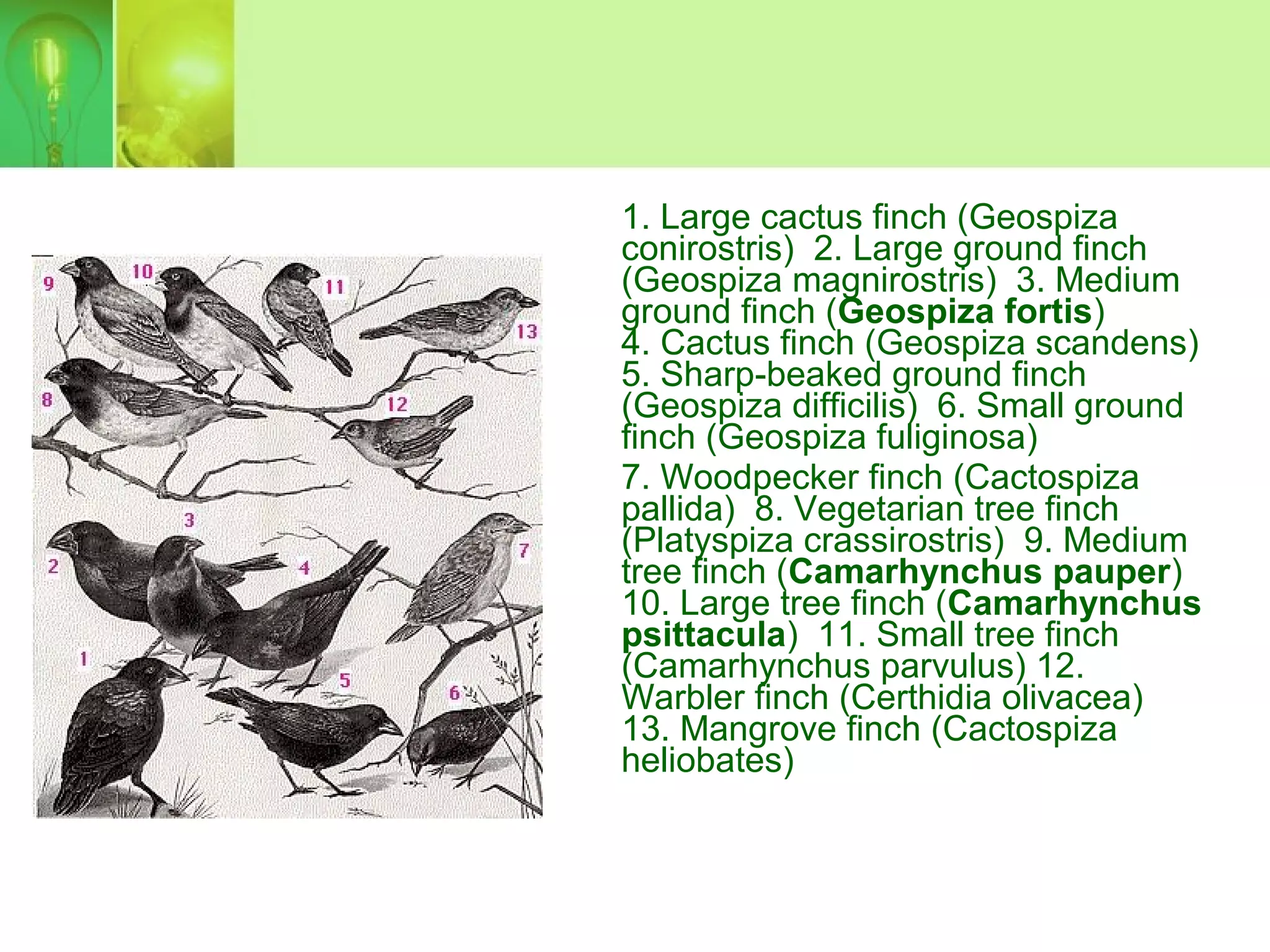 1. Large cactus finch (Geospiza
conirostris) 2. Large ground finch
(Geospiza magnirostris) 3. Medium
ground finch (Geospiza fortis)
4. Cactus finch (Geospiza scandens)
5. Sharp-beaked ground finch
(Geospiza difficilis) 6. Small ground
finch (Geospiza fuliginosa)
7. Woodpecker finch (Cactospiza
pallida) 8. Vegetarian tree finch
(Platyspiza crassirostris) 9. Medium
tree finch (Camarhynchus pauper)
10. Large tree finch (Camarhynchus
psittacula) 11. Small tree finch
(Camarhynchus parvulus) 12.
Warbler finch (Certhidia olivacea)
13. Mangrove finch (Cactospiza
heliobates)
 