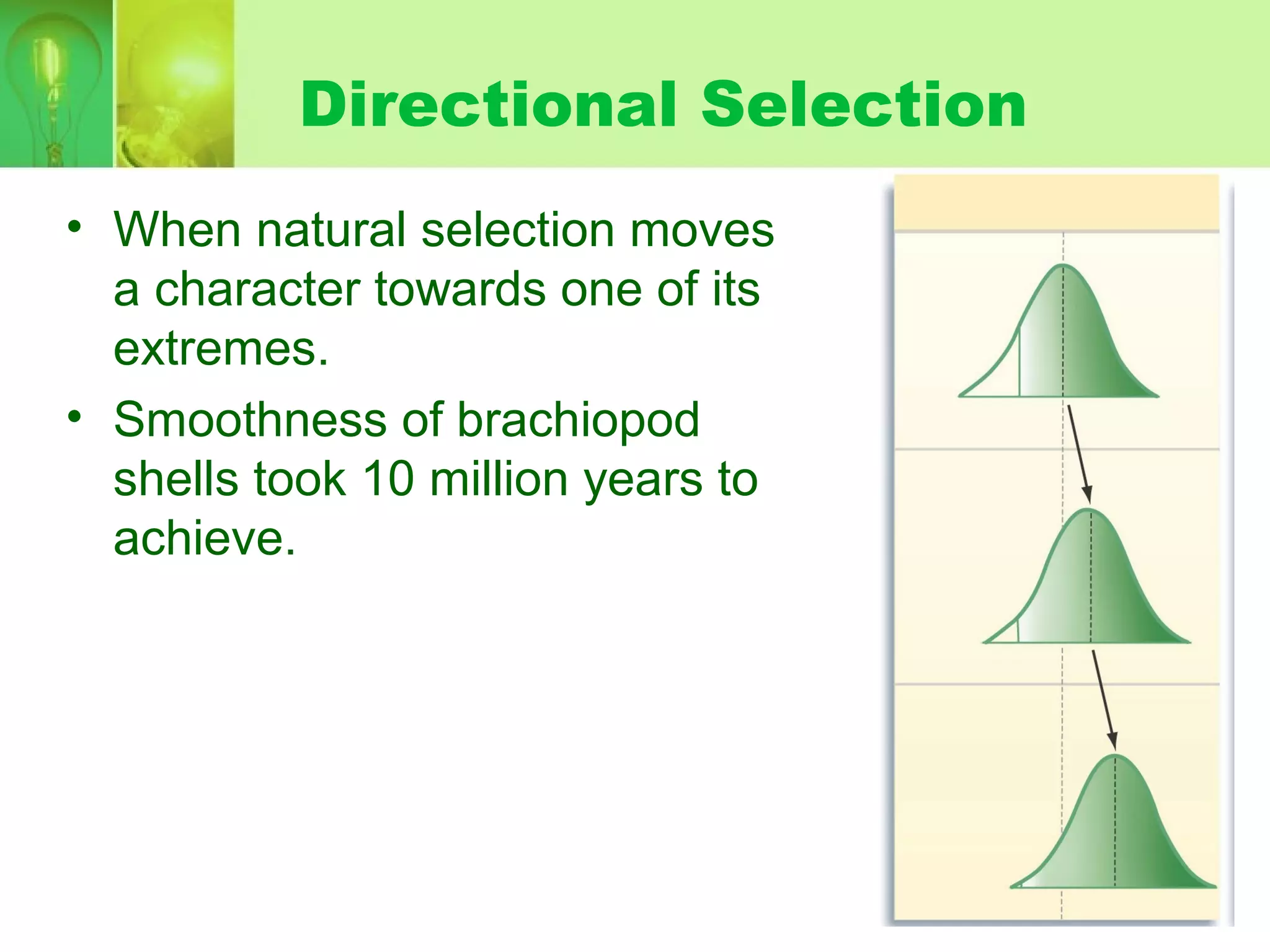Directional Selection
• When natural selection moves
a character towards one of its
extremes.
• Smoothness of brachiopod
shells took 10 million years to
achieve.
 
