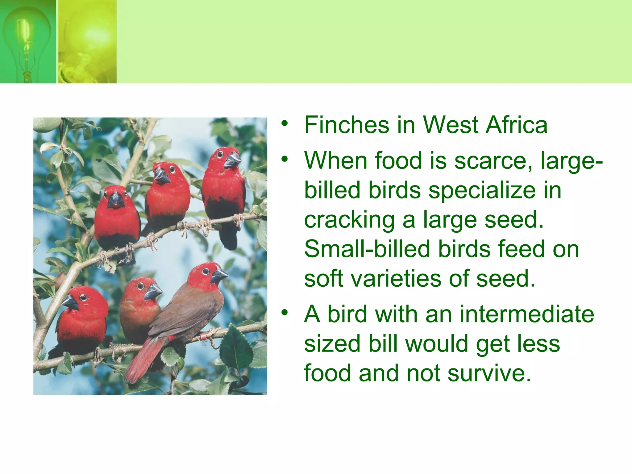 • Finches in West Africa
• When food is scarce, large-
billed birds specialize in
cracking a large seed.
Small-billed birds feed on
soft varieties of seed.
• A bird with an intermediate
sized bill would get less
food and not survive.
 