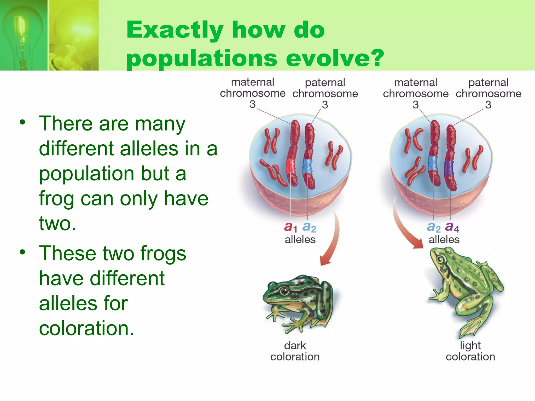 Exactly how do
populations evolve?
• There are many
different alleles in a
population but a
frog can only have
two.
• These two frogs
have different
alleles for
coloration.
 