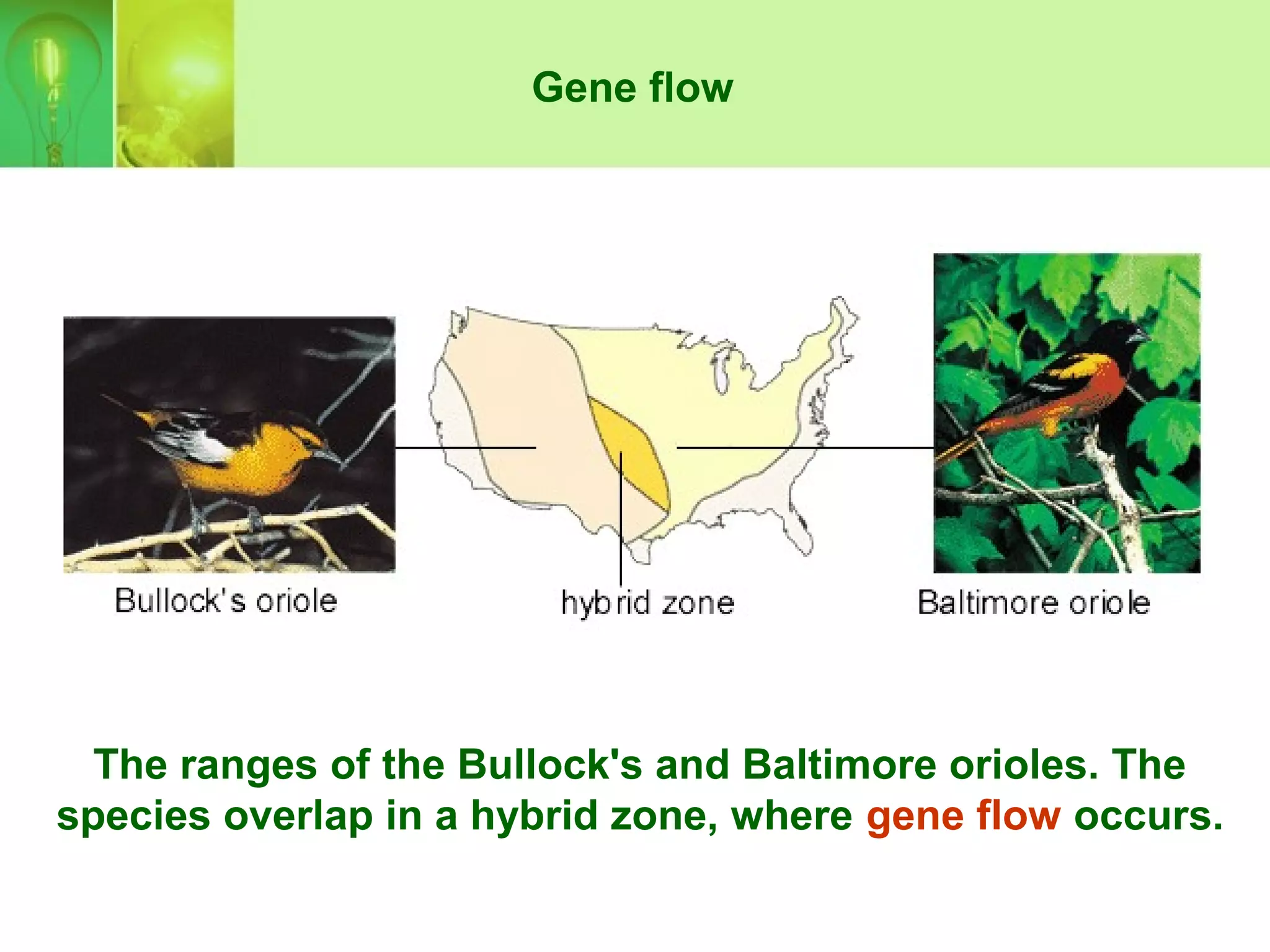 The ranges of the Bullock's and Baltimore orioles. The
species overlap in a hybrid zone, where gene flow occurs.
Gene flow
 