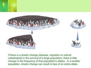 If there is a drastic change (disease, migration or natural
catastrophe) in the survival of a large population, there is little
change in the frequency of that population's alleles. In a smaller
population, drastic change can result in loss of an entire allele.
 