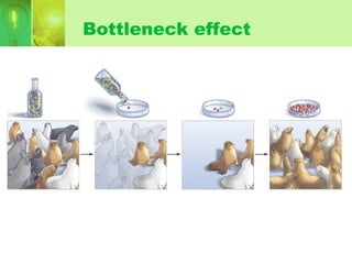 Bottleneck effect
 