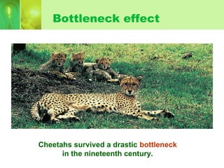 Cheetahs survived a drastic bottleneck
in the nineteenth century.
Bottleneck effect
 