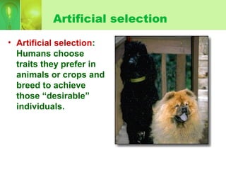 Artificial selection
• Artificial selection:
Humans choose
traits they prefer in
animals or crops and
breed to achieve
those “desirable”
individuals.
 