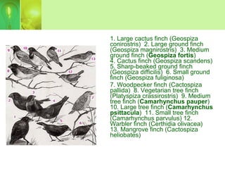 1. Large cactus finch (Geospiza
conirostris) 2. Large ground finch
(Geospiza magnirostris) 3. Medium
ground finch (Geospiza fortis)
4. Cactus finch (Geospiza scandens)
5. Sharp-beaked ground finch
(Geospiza difficilis) 6. Small ground
finch (Geospiza fuliginosa)
7. Woodpecker finch (Cactospiza
pallida) 8. Vegetarian tree finch
(Platyspiza crassirostris) 9. Medium
tree finch (Camarhynchus pauper)
10. Large tree finch (Camarhynchus
psittacula) 11. Small tree finch
(Camarhynchus parvulus) 12.
Warbler finch (Certhidia olivacea)
13. Mangrove finch (Cactospiza
heliobates)
 