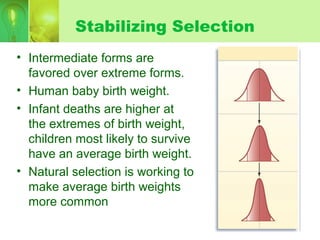 Stabilizing Selection
• Intermediate forms are
favored over extreme forms.
• Human baby birth weight.
• Infant deaths are higher at
the extremes of birth weight,
children most likely to survive
have an average birth weight.
• Natural selection is working to
make average birth weights
more common
 