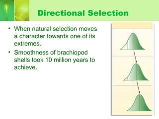 Directional Selection
• When natural selection moves
a character towards one of its
extremes.
• Smoothness of brachiopod
shells took 10 million years to
achieve.
 