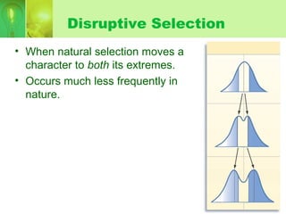 Disruptive Selection
• When natural selection moves a
character to both its extremes.
• Occurs much less frequently in
nature.
 
