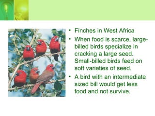 • Finches in West Africa
• When food is scarce, large-
billed birds specialize in
cracking a large seed.
Small-billed birds feed on
soft varieties of seed.
• A bird with an intermediate
sized bill would get less
food and not survive.
 