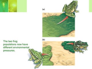 The two frog
populations now have
different environmental
pressures.
 