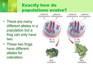 Exactly how do
populations evolve?
• There are many
different alleles in a
population but a
frog can only have
two.
• These two frogs
have different
alleles for
coloration.
 