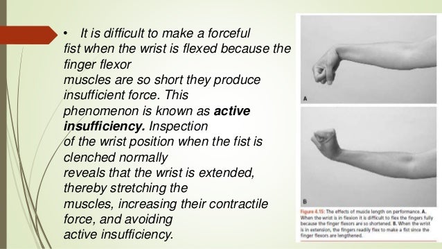 Factors that influence a muscle contraction