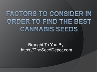 Factors to Consider in Order to Find the Best Cannabis Seeds Brought To You By: https://TheSeedDepot.com 