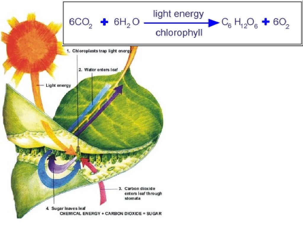 Factors Which Affect Photosynthesis limiting-factor