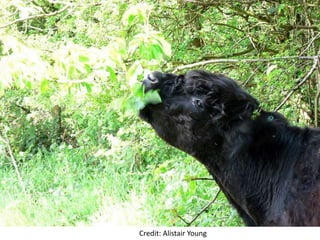 Credit: Alistair Young
 