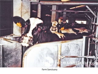 Farm Sanctuary
 