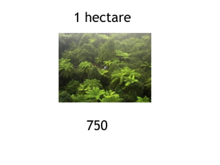 1 hectare

750

 